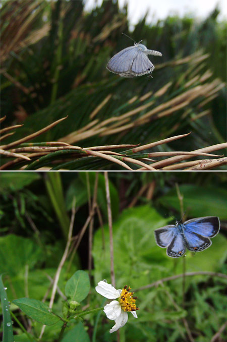 クロマダラソテツシジミの飛翔