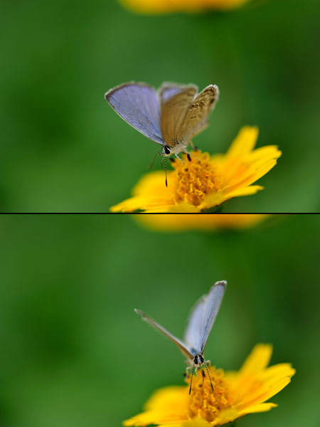 マクロレンズのピントの合わせ方