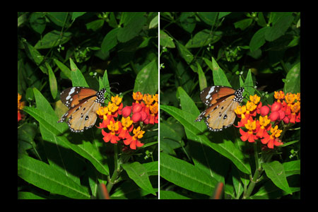 カバマダラ(立体写真）