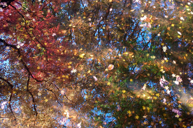水に映る紅葉（GXR　A12）