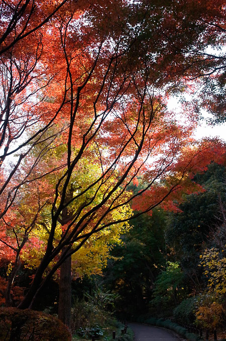 北の丸公園の紅葉