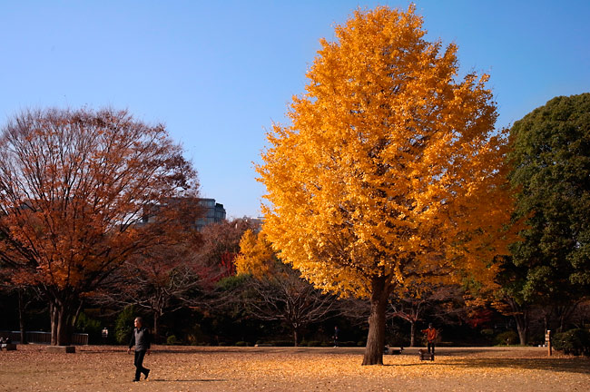 イチョウの黄葉