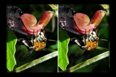 アオスジコシブトハナバチ(立体写真）