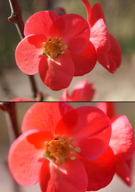 EP-2（１４−４２の最大撮影倍率）