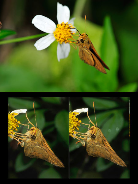 ネッタイアカセセリ(立体写真） 