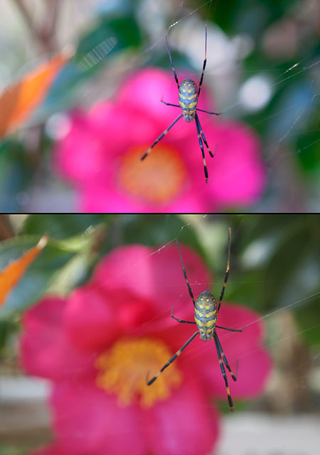 EP-2（１４−４２でのマクロ撮影）