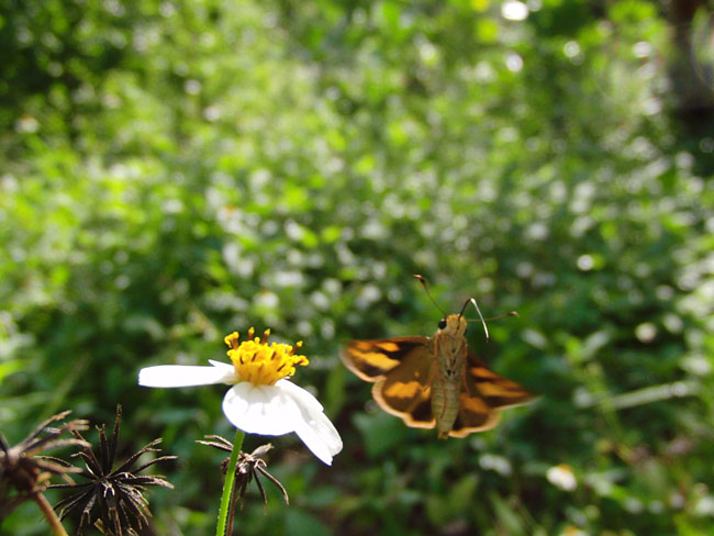 ネッタイアカセセリの飛翔