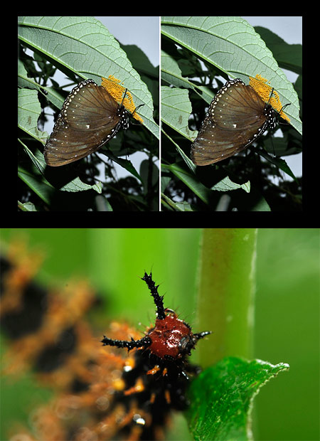 ヤエヤマムラサキ抱卵(立体写真）