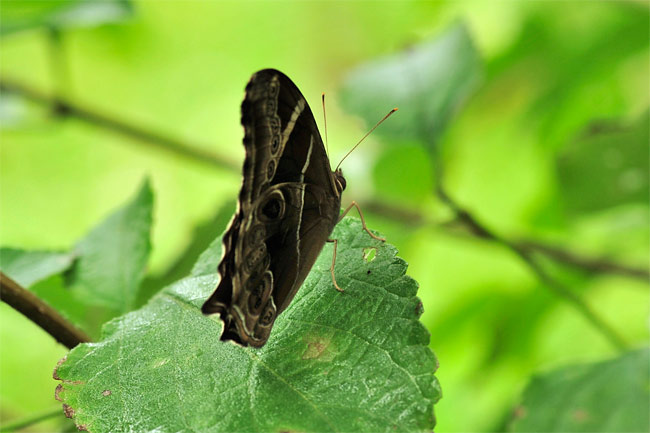 シロオビヒカゲ 