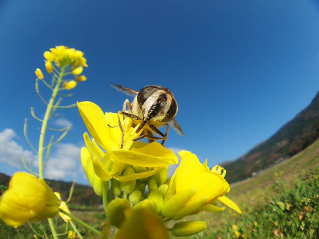 EP-2で虫の目レンズ