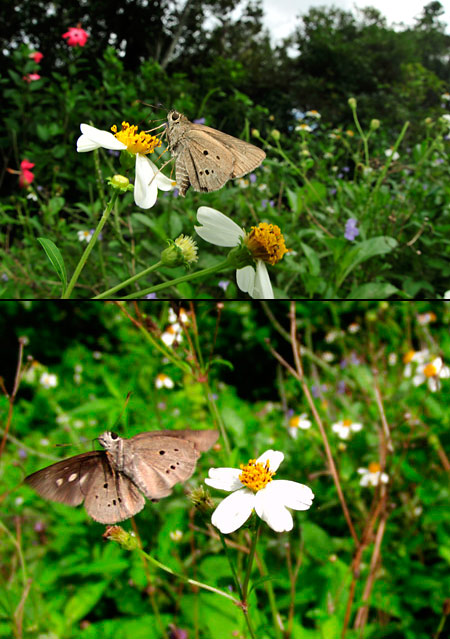 クロボシセセリの飛翔