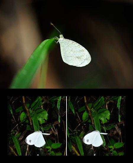 クロテンシロチョウの飛翔（立体写真）