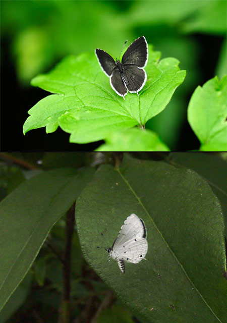 タイワンクロホシシジミの飛翔