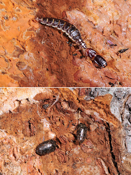 ラクダムシの幼虫