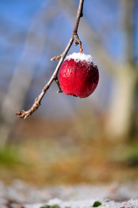 リンゴに雪（AF-S DX Micro NIKKOR 85mm）