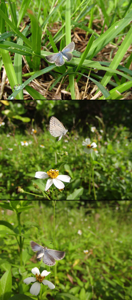 ヤマトシジミとシルビアシジミ