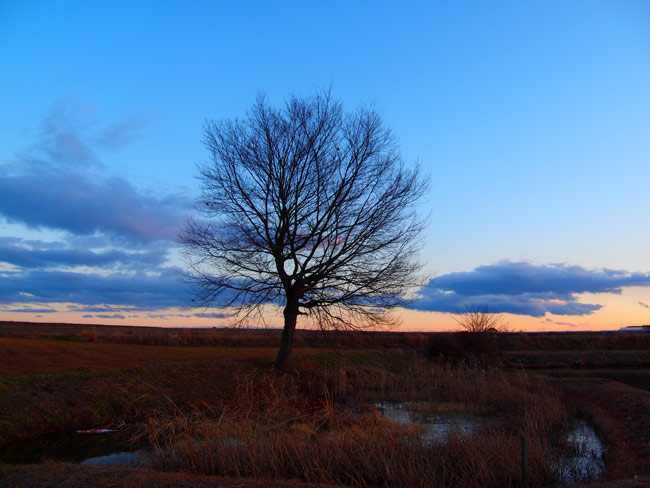 クルミの木をポップアートで