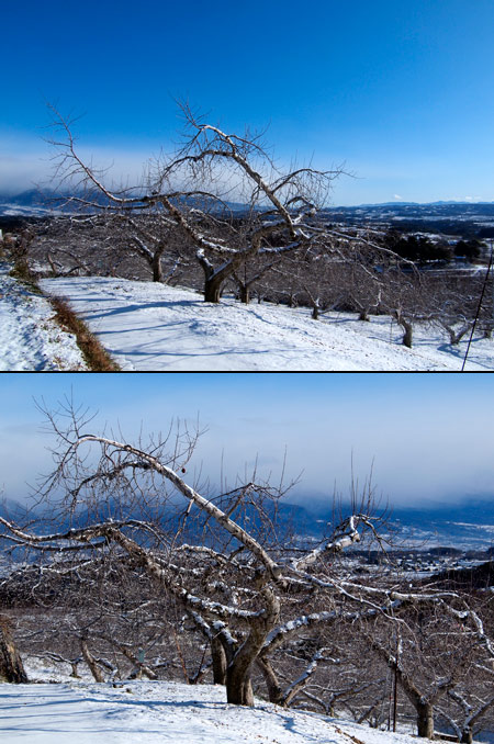 リンゴの木をポップアートで