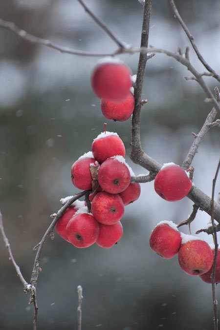 冬のリンゴ