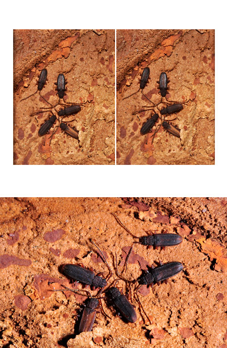 ヒメヒラタムシ（立体写真）