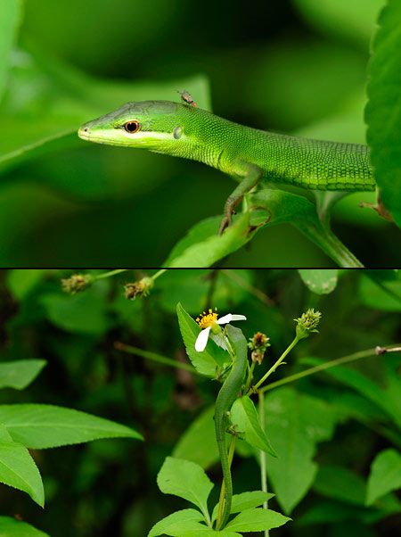 こまってしまったサキシマカナヘビ