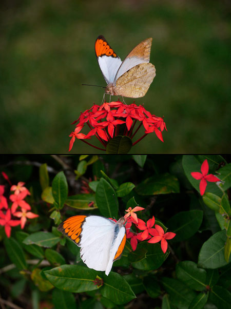 ツマベニチョウ