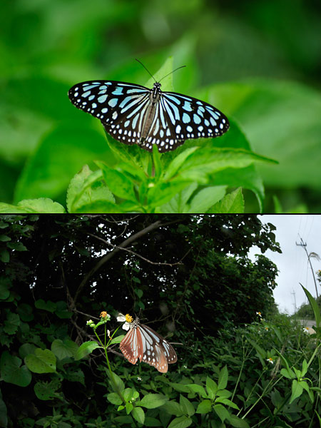 リュウキュウアサギマダラ