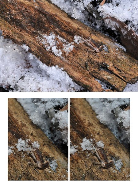 オツネントンボの越冬（立体写真）