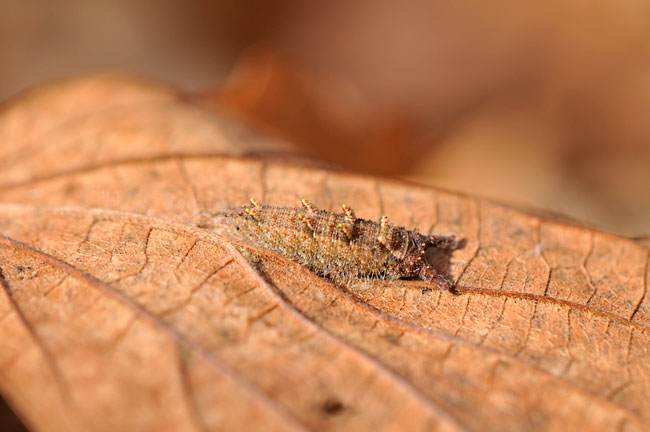 オオムラサキの幼虫