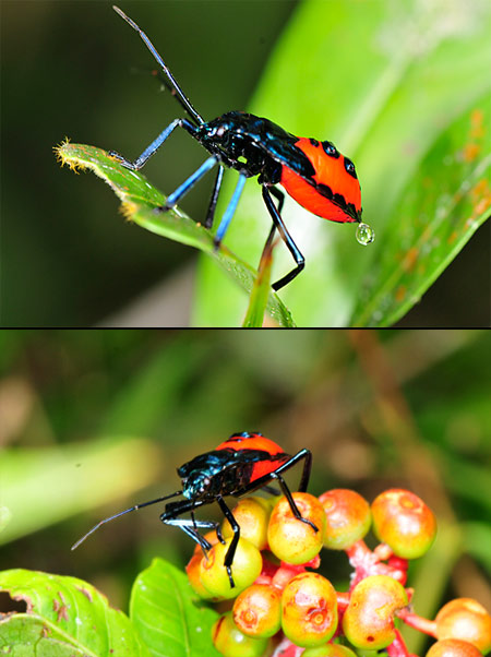 ジンメンカメムシ