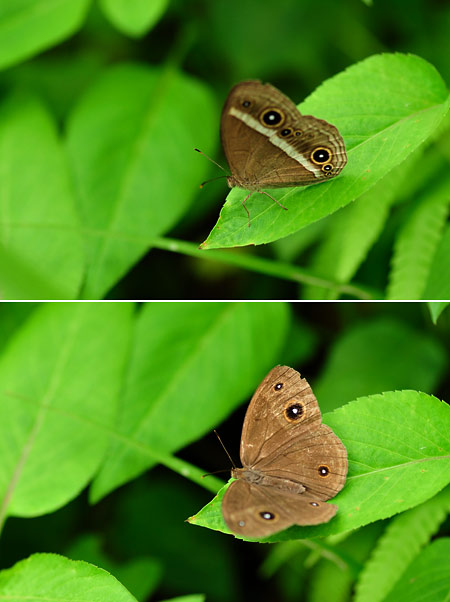 リュウキュウヒメジャノメ