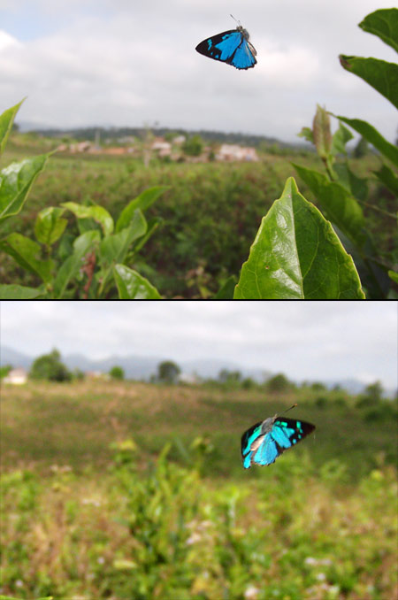 ヒューイットソニーキララシジミ