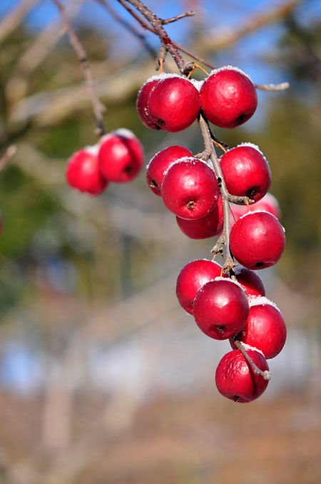ヒメリンゴ（AF-S DX Micro NIKKOR 85mm）