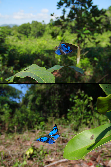 エリキノイデスキララシジミの飛翔 