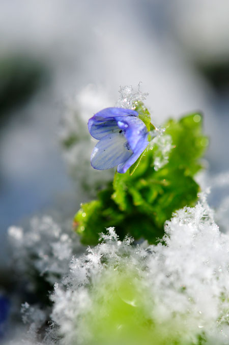 オオイヌノフグリ（AF-S DX Micro NIKKOR 85mm）