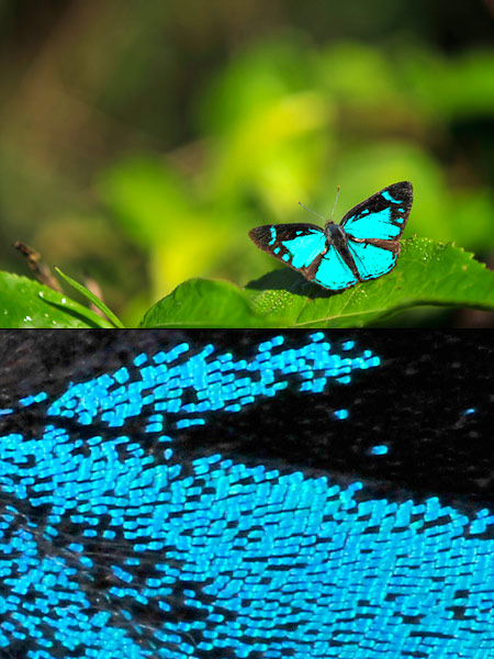 ヒュウイットソニィーキララシジミの占有行動