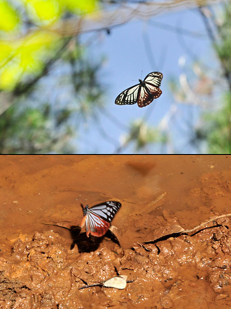 タイワンアサギマダラに擬態したカバシタアゲハ