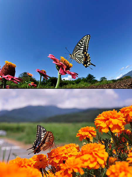 今年がぼくの使ったデジタルカメラ