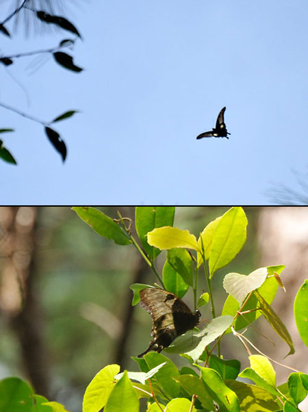 クロカギバアゲハ