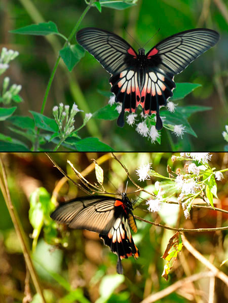 ナガサキアゲハ