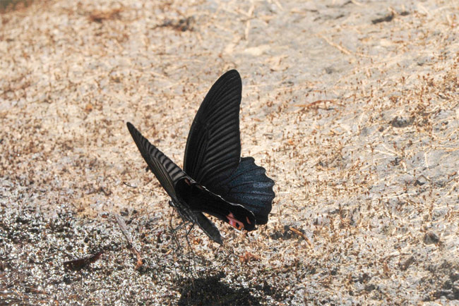 無尾のクロアゲハ