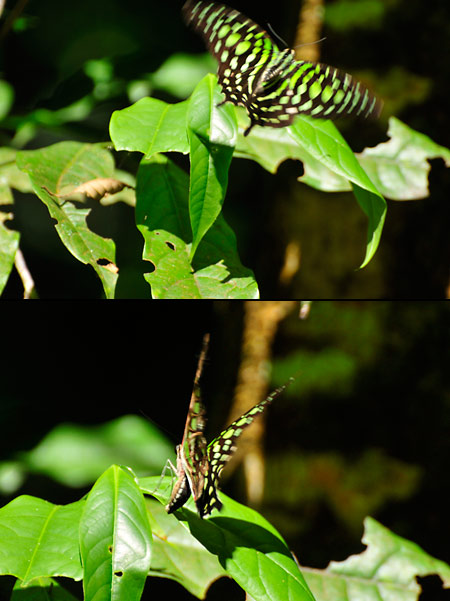 コモンタイマイ