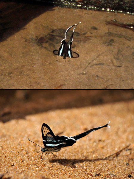 アオスソビキアゲハ