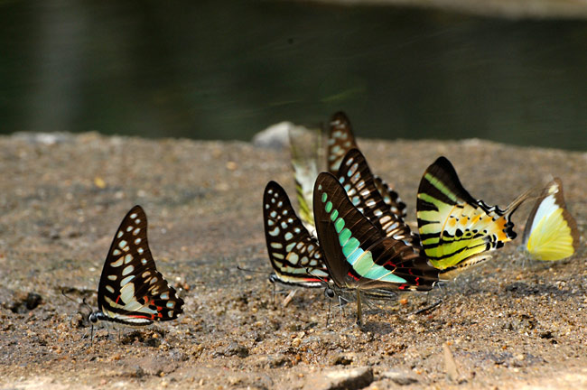 アオスジアゲハ