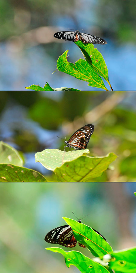 カバシタアゲハ