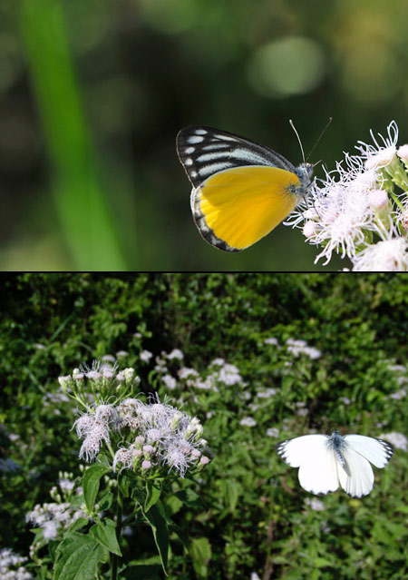 アゴスティナカザリシロチョウ