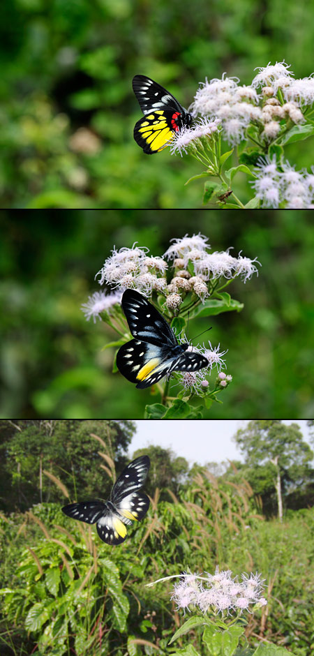アカネシロチョウ