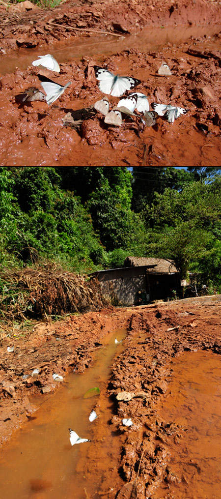 シロチョウの集団吸水