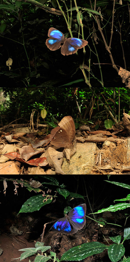 ルリモンワモンチョウ