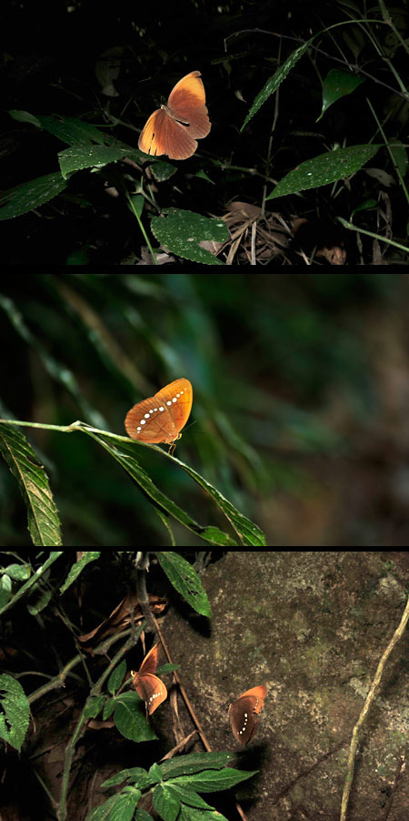 シラホシヒメワモンチョウ